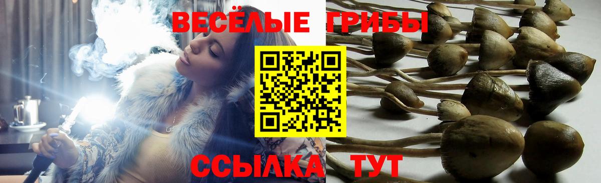 Галлюциногенные грибы Magic Shrooms  Вход с VPN  Краснознаменск  Галлюциногенные грибы мухоморы 